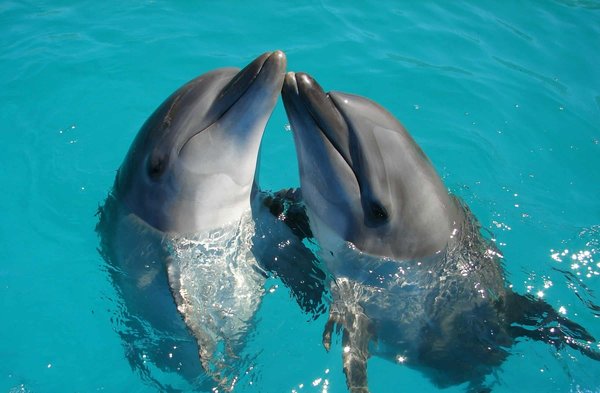 Où observer les dauphins dans leur habitat naturel au Brésil ?